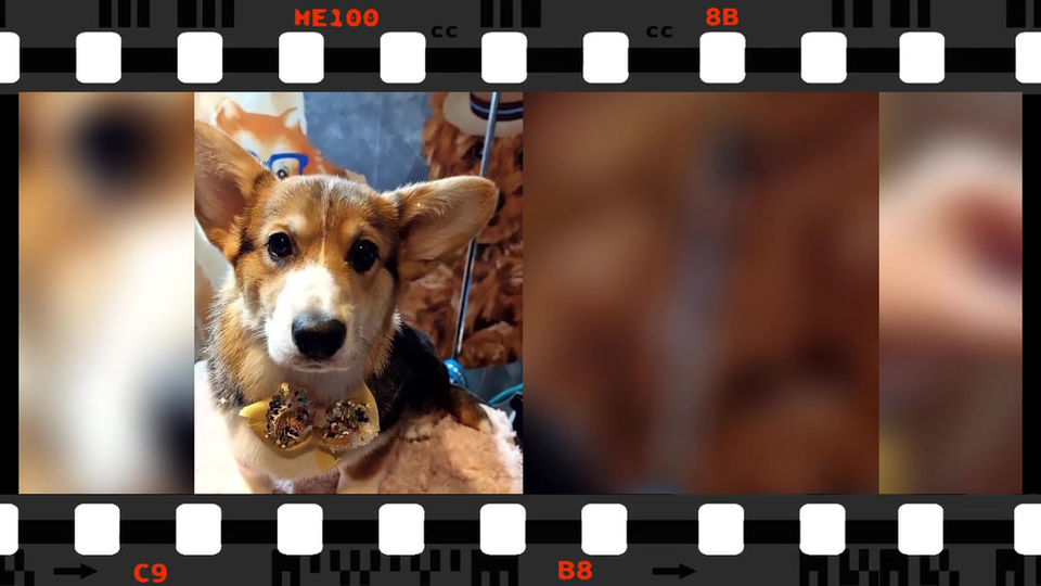 Leisan - our bestie:) Corgi it is a the best friend and lovely family member))